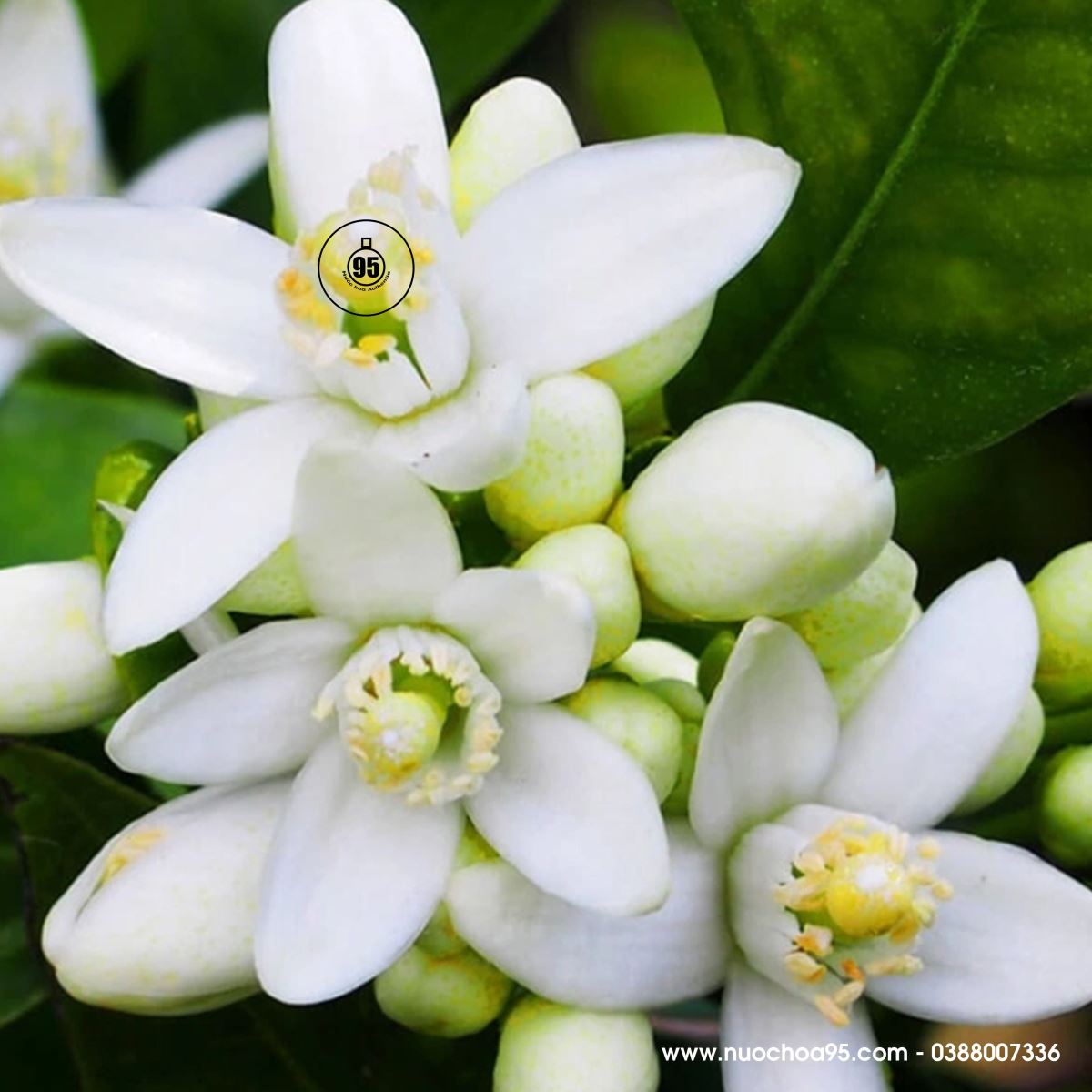 Hoa Cam Bergamot Bergamot Blossom